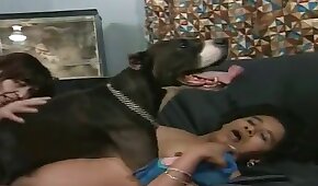 fucking with animals, dog sex